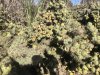 Guajome Regional Park, California, United States. A big cactus on the walking trail.